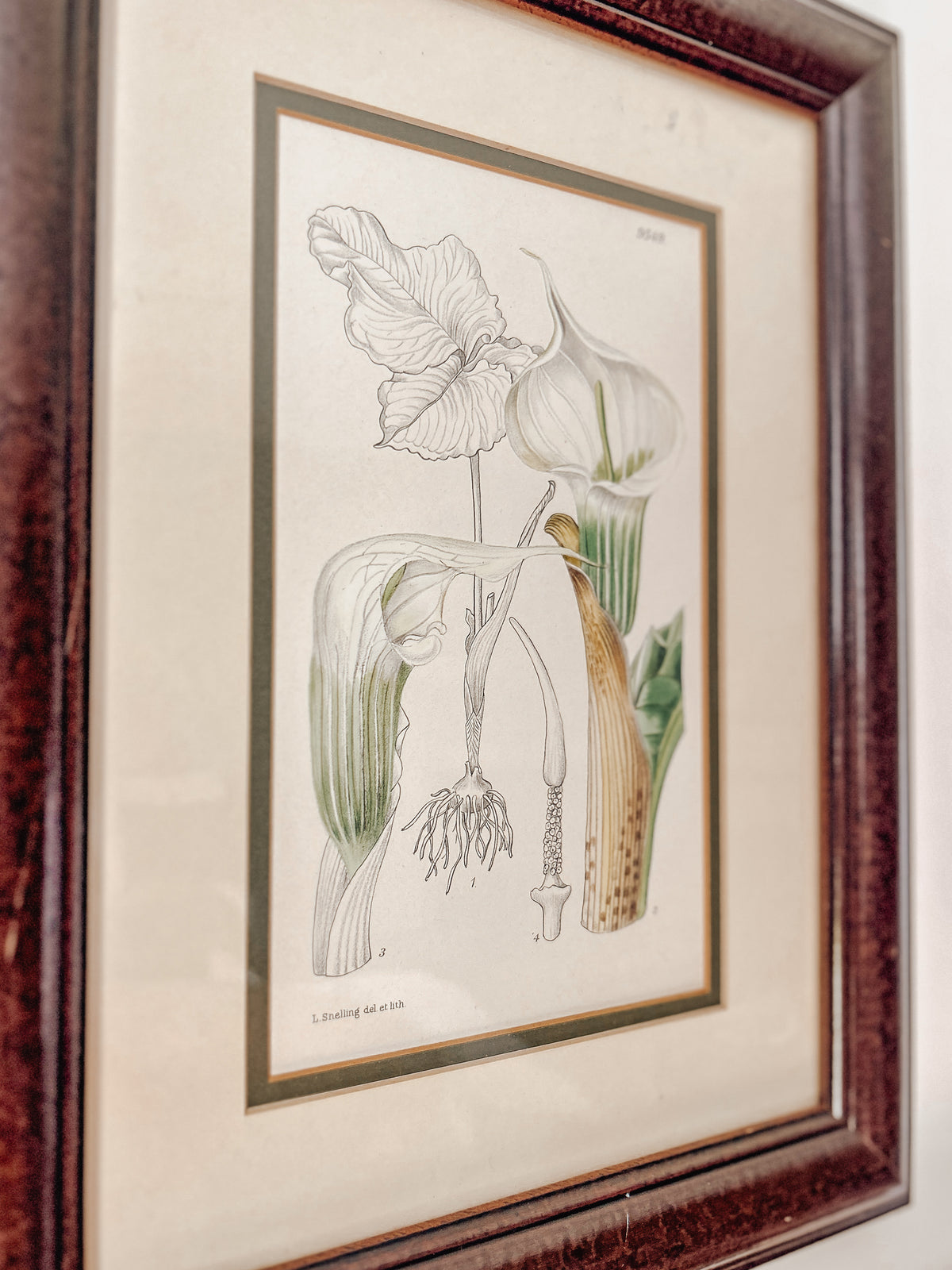 Vintage Botanical Lily Framed Prints Set of 2