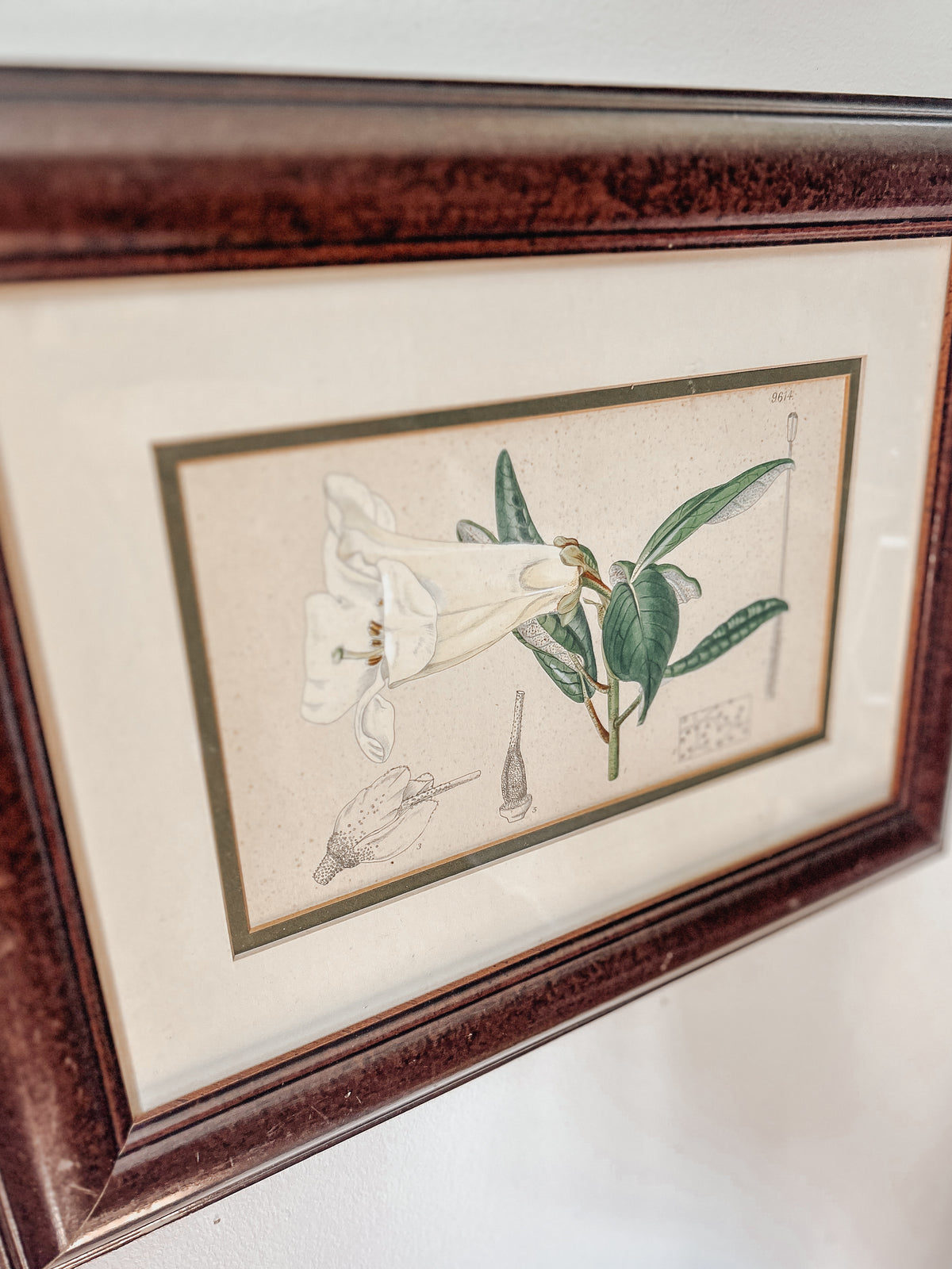 Vintage Botanical Lily Framed Prints Set of 2