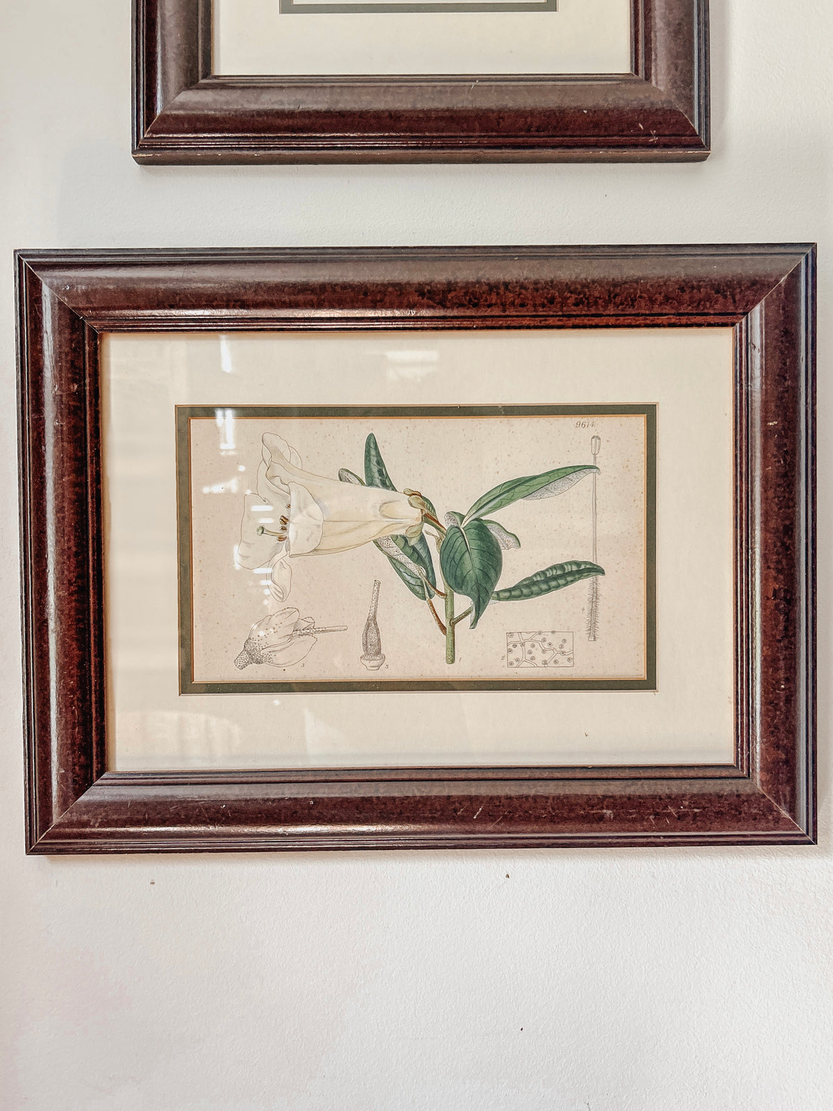 Vintage Botanical Lily Framed Prints Set of 2
