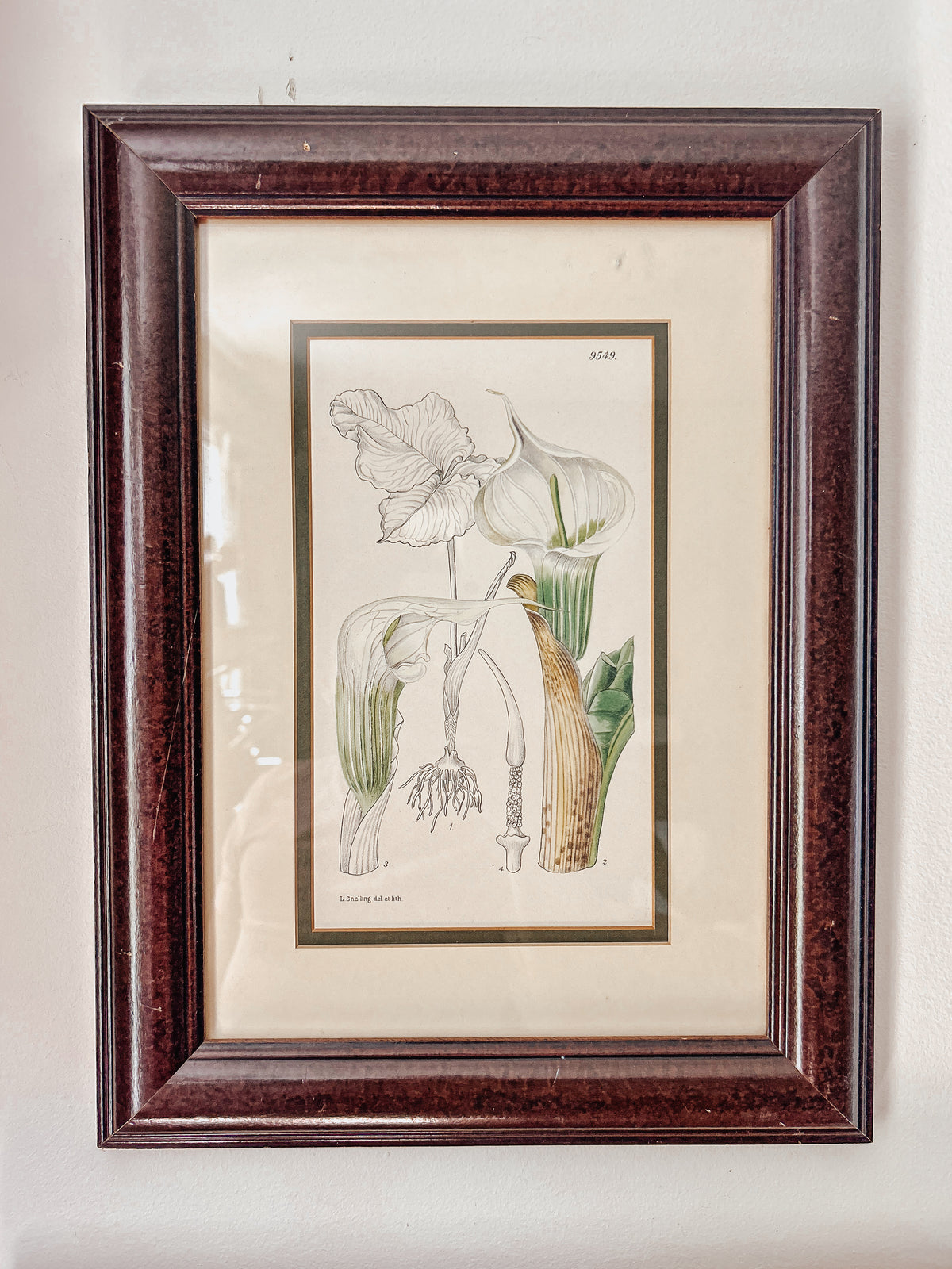Vintage Botanical Lily Framed Prints Set of 2